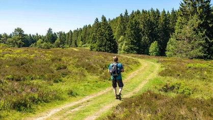 Ein Wanderer läuft durch die Niedersfelder Hochheide, am Wegesrand wachsen Tannen und niedrige Pflanzen