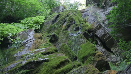 Über moosbewachsene Felsen plätschert etwas Wasser die Plästerlegge in Bestwig herunter