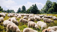 Eine Herde von Schafen auf einer Heidefläche