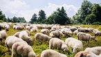 Eine Herde von Schafen auf einer Heidefläche