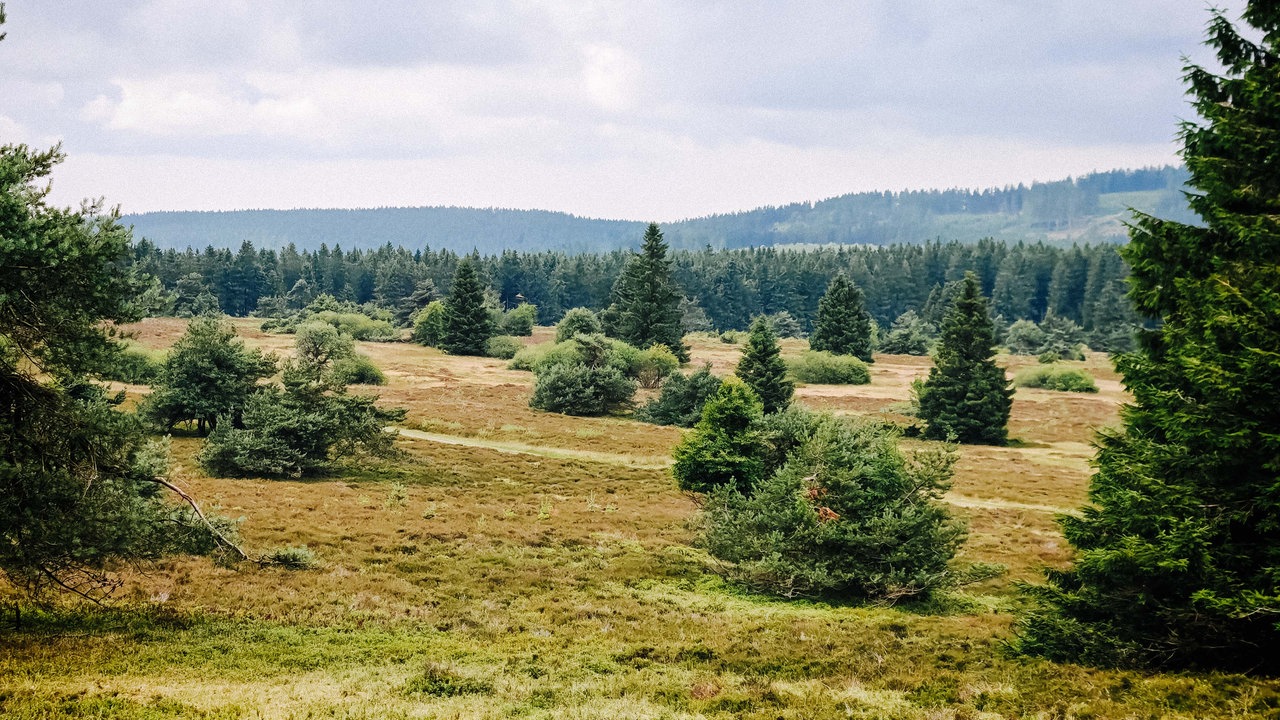 Eine Heidenlandschaft mit verschiedenen Bäumen.