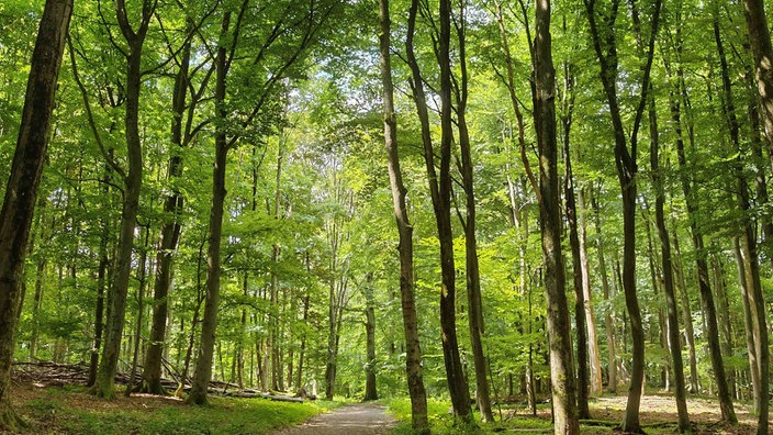 Dicht stehende Bäume in einem Wald im Nationalpark Eifel