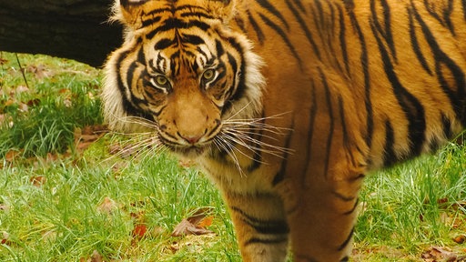 Ein Tiger blickt in die Kamera
