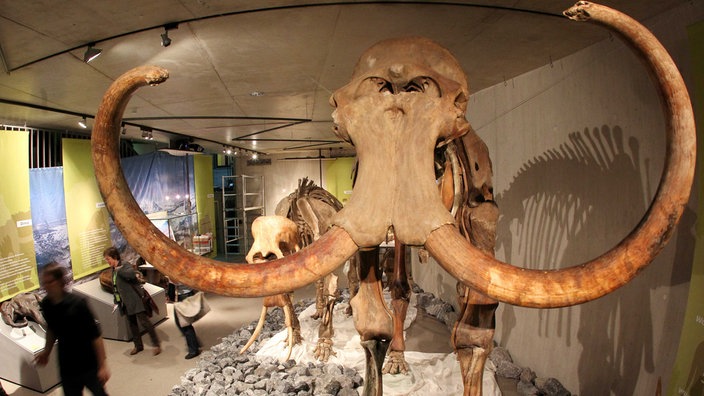 In einem Museumsraum im Neanderthalmuseum in Mettmann steht ein großes Mammut-Skelett