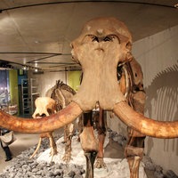 In einem Museumsraum im Neanderthalmuseum in Mettmann steht ein großes Mammut-Skelett