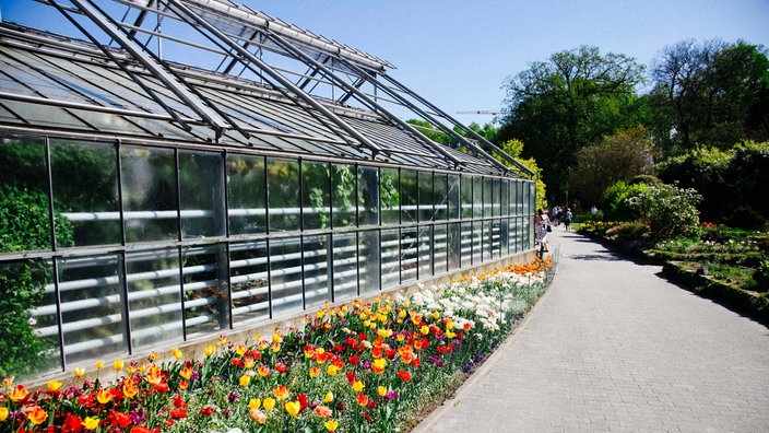 Ein Gewächshaus im Botanischen Garten in Münster, davor blühen bunte Tulpen.