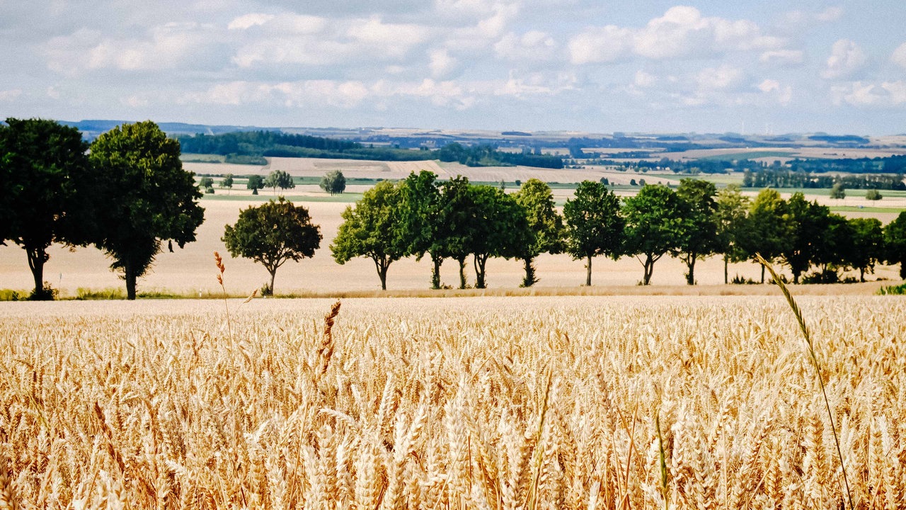 Ländliche Landschaft mit einem Getreidefeld im Vordergrund, einer Baumreihe in der Mitte und sanften Hügeln im Hintergrund.
