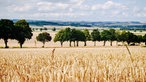 Ländliche Landschaft mit einem Getreidefeld im Vordergrund, einer Baumreihe in der Mitte und sanften Hügeln im Hintergrund.