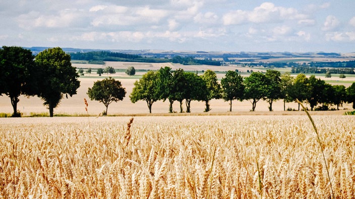 Ländliche Landschaft mit einem Getreidefeld im Vordergrund, einer Baumreihe in der Mitte und sanften Hügeln im Hintergrund.
