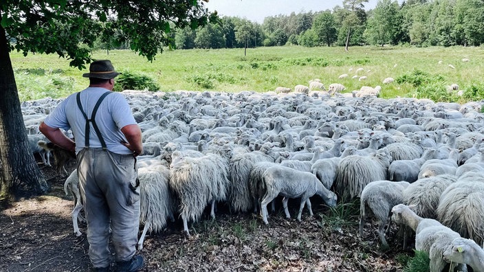 Eine Herde Heideschnucken steht auf einer großen Wiese. Links ein Mann, der die Heideschnuken begutachtet.