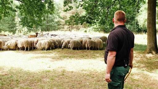 Eine Herde Moorschnucken steht auf einer großen Wiese. Rechts ein Mann, der die Moorschnuken begutachtet.