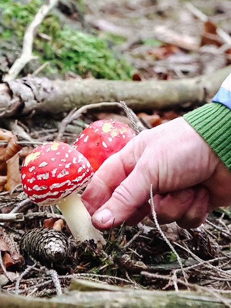 Ein roter Pilz. Eine Hand greift danach.