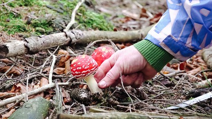 Ein roter Pilz. Eine Hand greift danach.