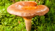 Ein hellbrauner Pilz mit dünnem Stiel und breitem Hut.