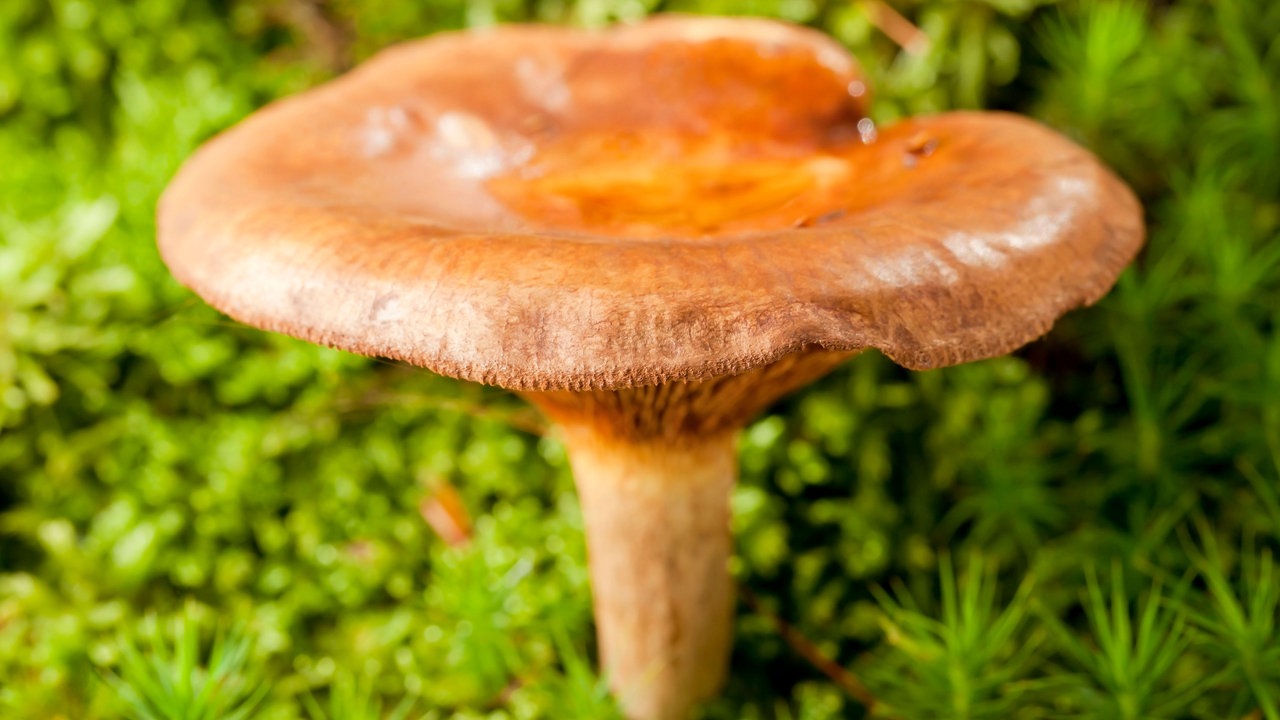 Ein hellbrauner Pilz mit dünnem Stiel und breitem Hut.