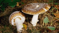Zwei Pilze mit braunem Hut und vielen kleinen weißen Punkten.