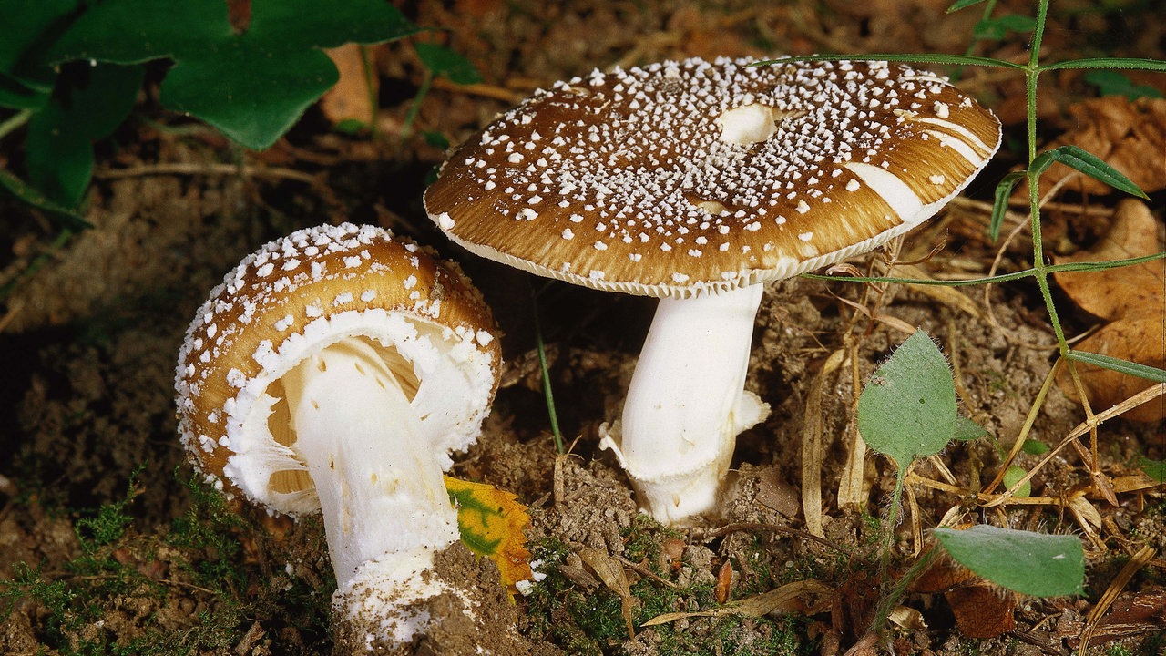 Zwei Pilze mit braunem Hut und vielen kleinen weißen Punkten.