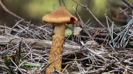 Ein brauner, länglicher Pilz mit spitzem Hut.