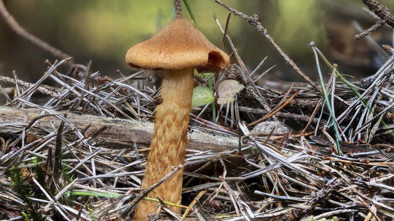 Ein brauner, länglicher Pilz mit spitzem Hut.