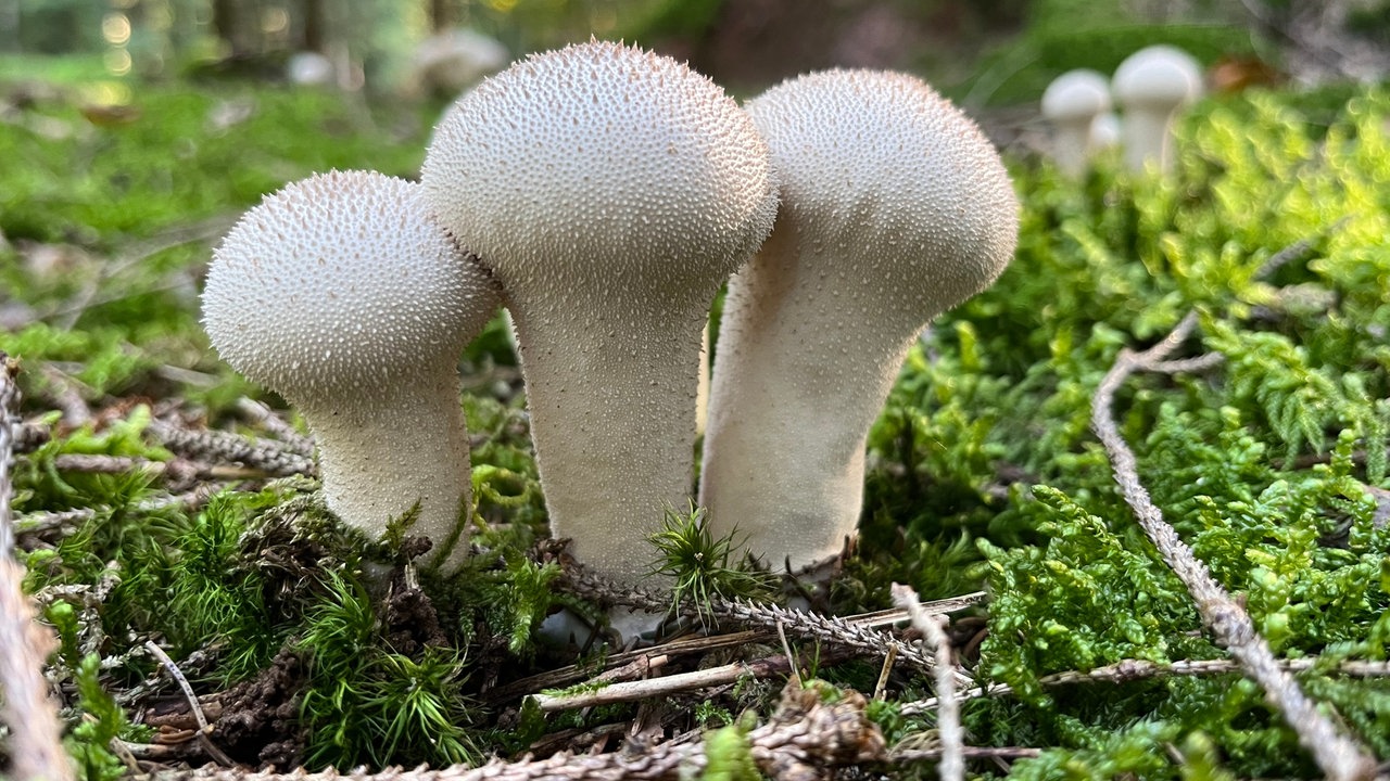 Foto von drei weißen Pilzen im Wald