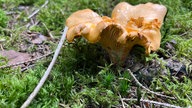 Foto von einem Pfifferling auf Waldboden