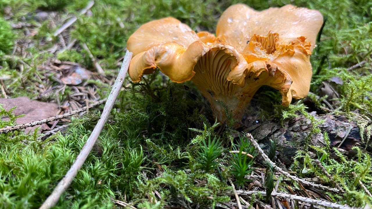 Foto von einem Pfifferling auf Waldboden