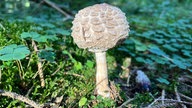 Foto von einem Pilz, der auf Waldboden steht