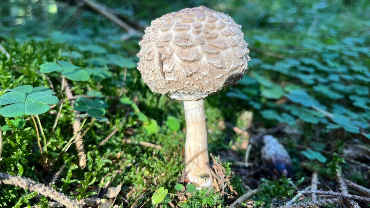 Foto von einem Pilz, der auf Waldboden steht