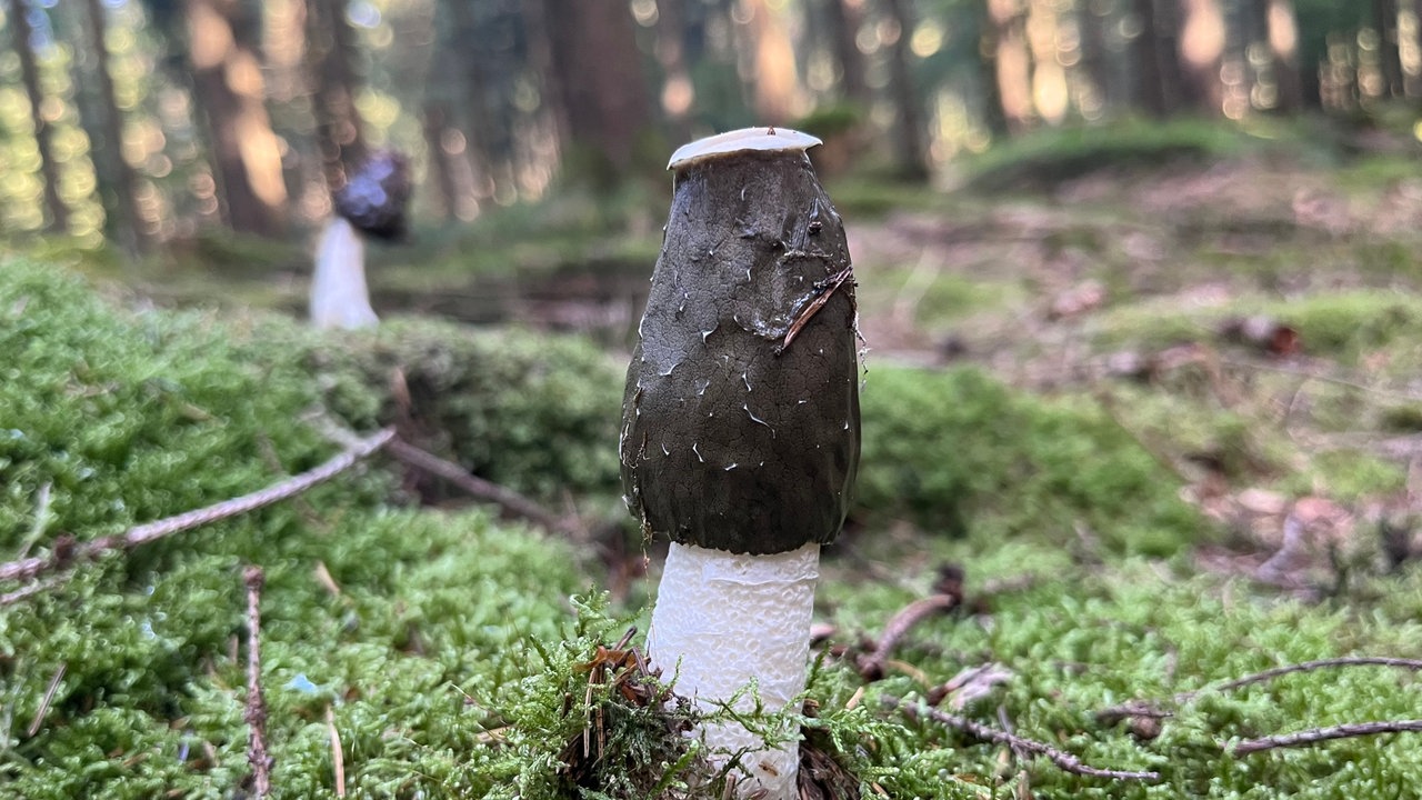 Foto von einem schmalen, lang gewachsenen braun-weißen Pilz im Wald