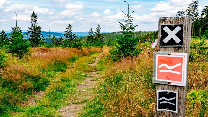 Ein Wanderweg führt durchs Grüne.