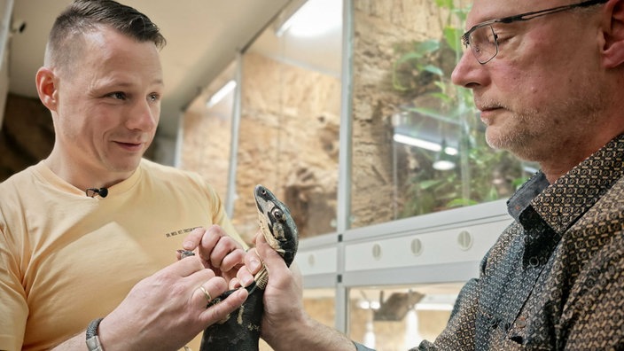 Tristan Meschede, links, in gelbem T-Shirt, blickt Alexander Jähn, rechts, an, der einen schwarz-gelb-gefleckten Waran hält, die Hand um dessen Hals, Tristan Meschede hält dessen Kralle in der Hand, im Hintergrund sieht man Terrarien