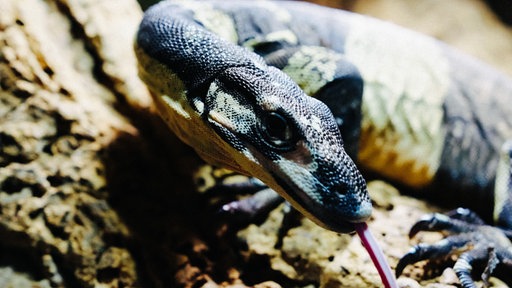 Ein schwarz-gelb-gefleckter Waran sitzt in einem Terrarium und streckt die Zunge raus.