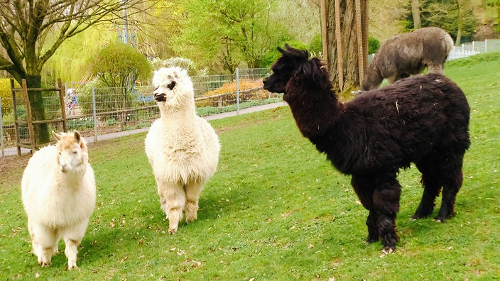 Vier Alpakas im Tierpark Aachen