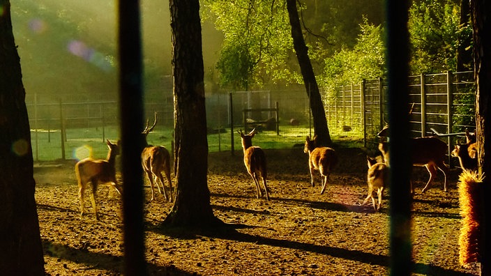 Eine Gruppe Wild im Sonnenlicht
