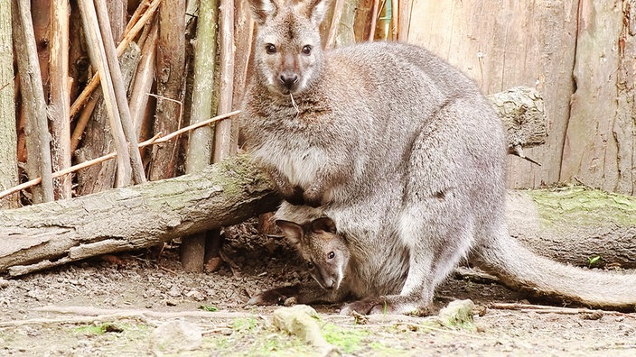 Ein Känguru mit Nachwuchs, der aus dem Beutel guckt