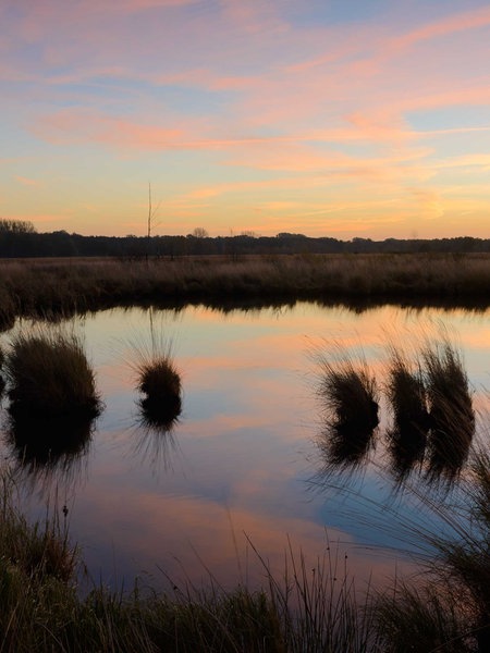 Weiher mit Büschen und Gestrüpp, den Himmel zieren pink-gelb Streifen, die sich im Weiher spiegeln.