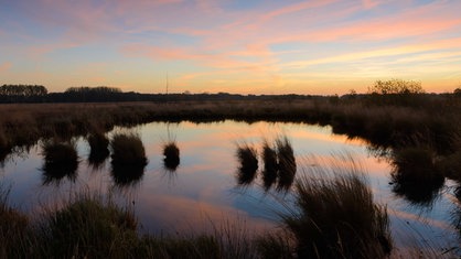 Weiher mit Büschen und Gestrüpp, den Himmel zieren pink-gelb Streifen, die sich im Weiher spiegeln.