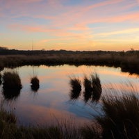 Weiher mit Büschen und Gestrüpp, den Himmel zieren pink-gelb Streifen, die sich im Weiher spiegeln.