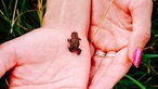 Ein winzig kleiner Frosch sitzt auf einer Hand.