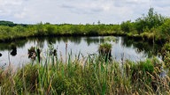 Blick auf das Große Torfmoor mit Wasser und vielen Gräsern