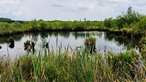 Blick auf das Große Torfmoor mit Wasser und vielen Gräsern