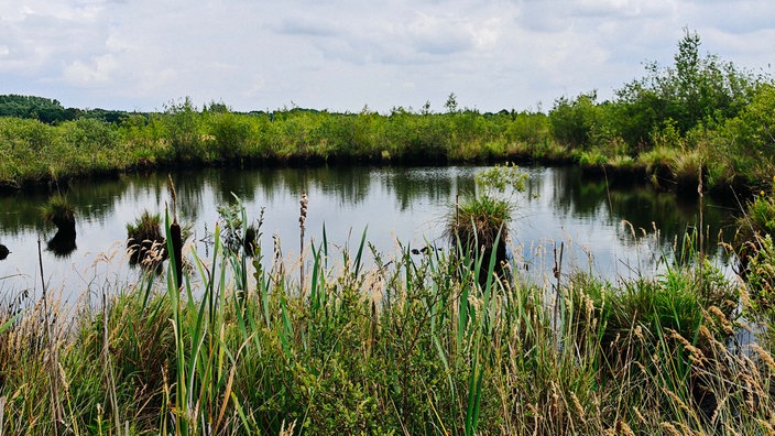 Blick auf das Große Torfmoor mit Wasser und vielen Gräsern