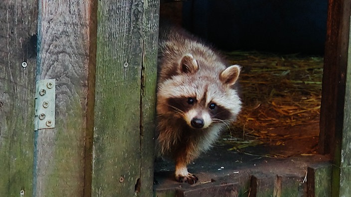Ein Waschbär blickt aus seinem Innengehege ins Freie