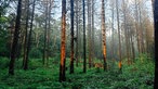 Ein Fichtenwald. Der Waldboden ist mit Sträuchern bedeckt.