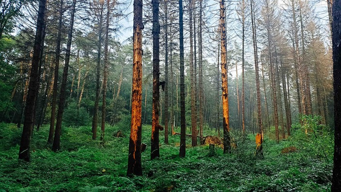 Ein Fichtenwald. Der Waldboden ist mit Sträuchern bedeckt.
