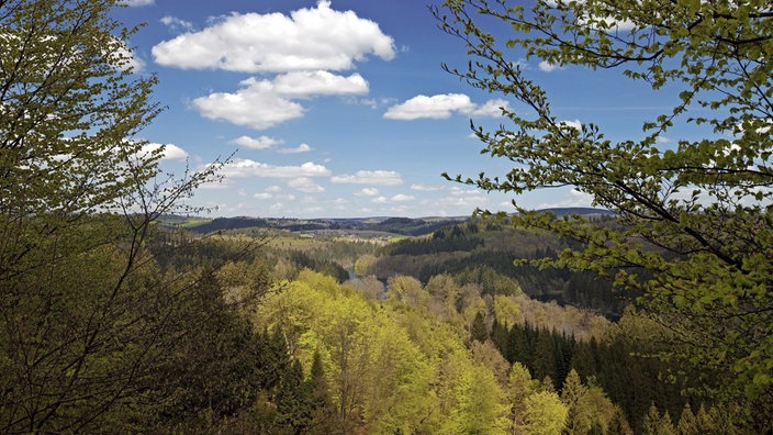 Grüne und gelbe Bäume im Vordergrund, darüber weiße Wolken am blauen Himmel, Blick über Oberbergische Landschaft.