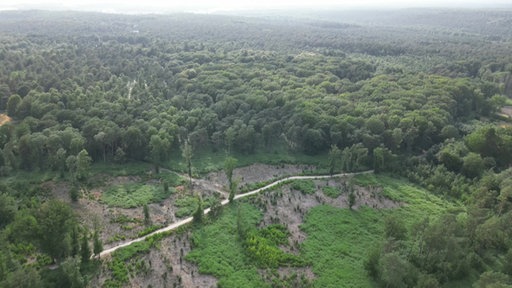 Der Birgeler Urwald an der Stadtgrenze zu Wassenberg 