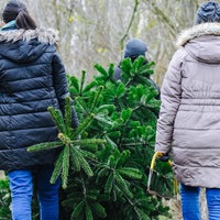 Drei von hinten fotografierte Personen Tragen gemeinsam einen Tannenbaum, den sie soeben gefällt haben. 
