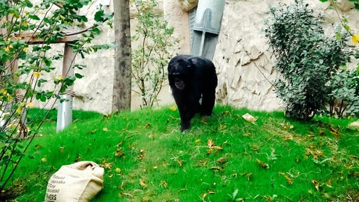 Ein Schimpanse läuft über eine Wiese auf einen Sack zu, der dort liegt