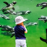 Ein Kind steht vor einer Glasscheibe, dahinter schwimmen Pinguine